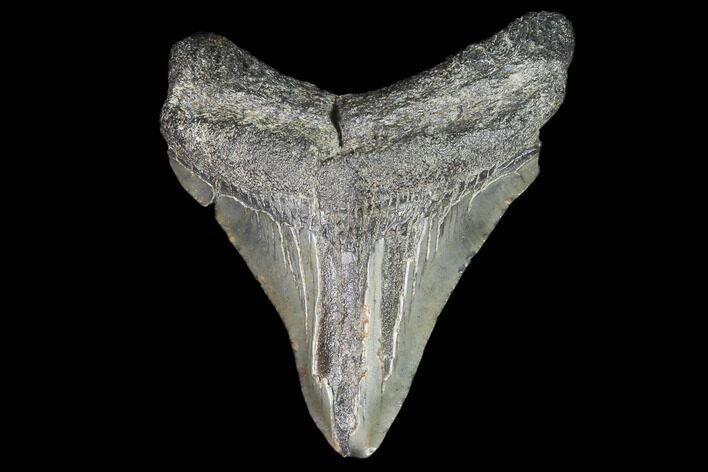 Juvenile Megalodon Tooth - Georgia #101378